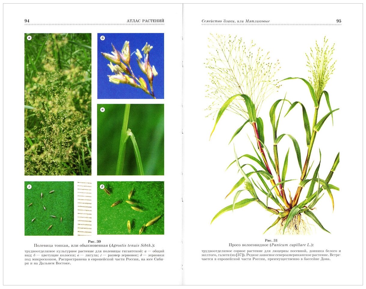 Атлас растений, учитываемых при апробации сортовых посевов. Учебное пособие - фото №2