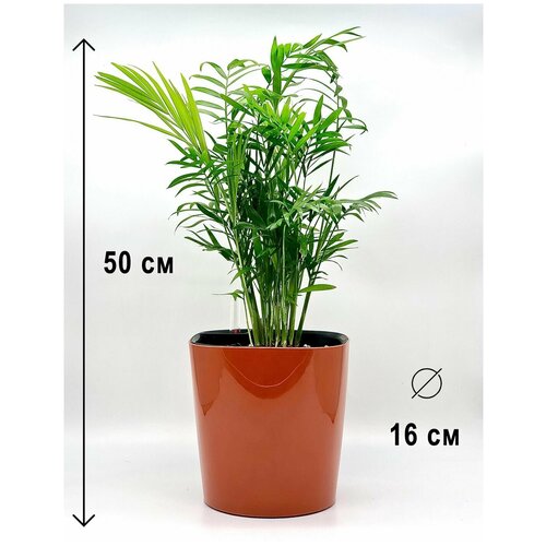 Хамедорея Элеганс в коричневом пластиковом кашпо с автополивом, высота композиции 40-50см