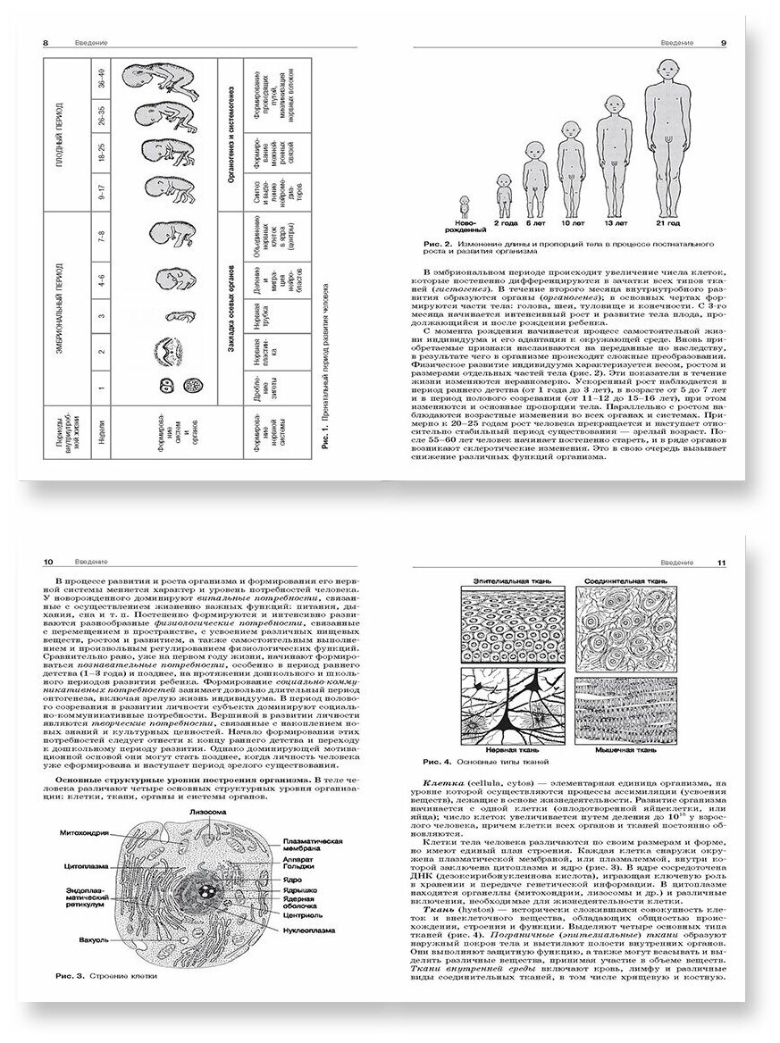 Анатомия нервной системы. Учебное пособие для студентов - фото №5