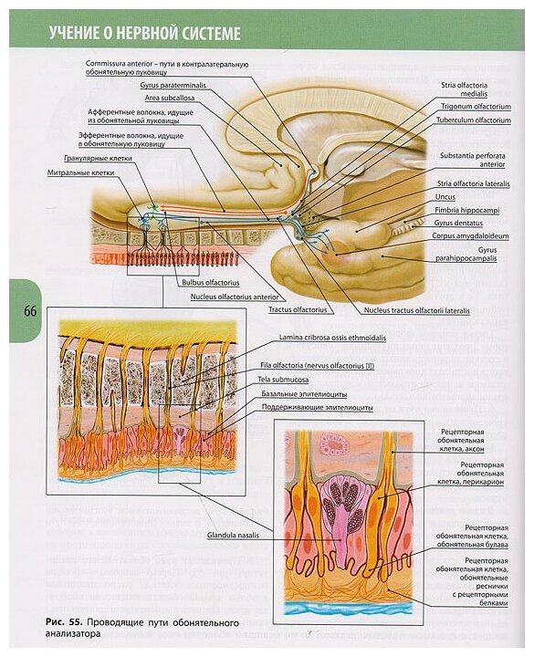 Анатомия человека. Учебник в 3-х томах. Том 3. Нервная система. Органы чувств - фото №6