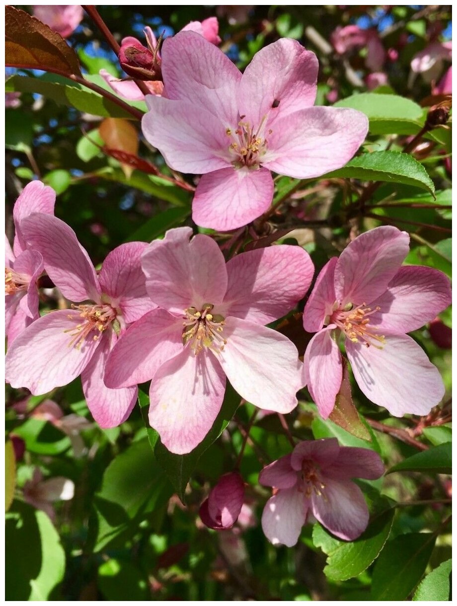 Семена Яблоня Недзвецкого (Malus niedzwetzkyana), 20 штук