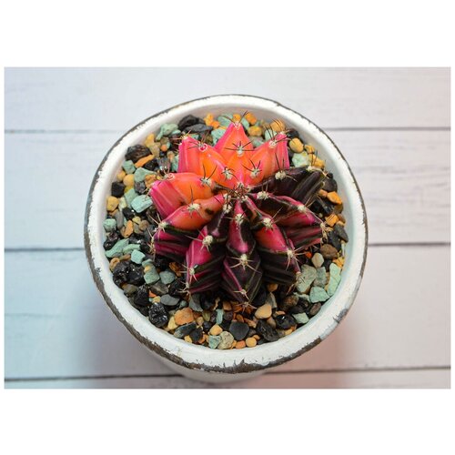 Коллекционный кактус Gymnocalycium Variagate (sct29200)