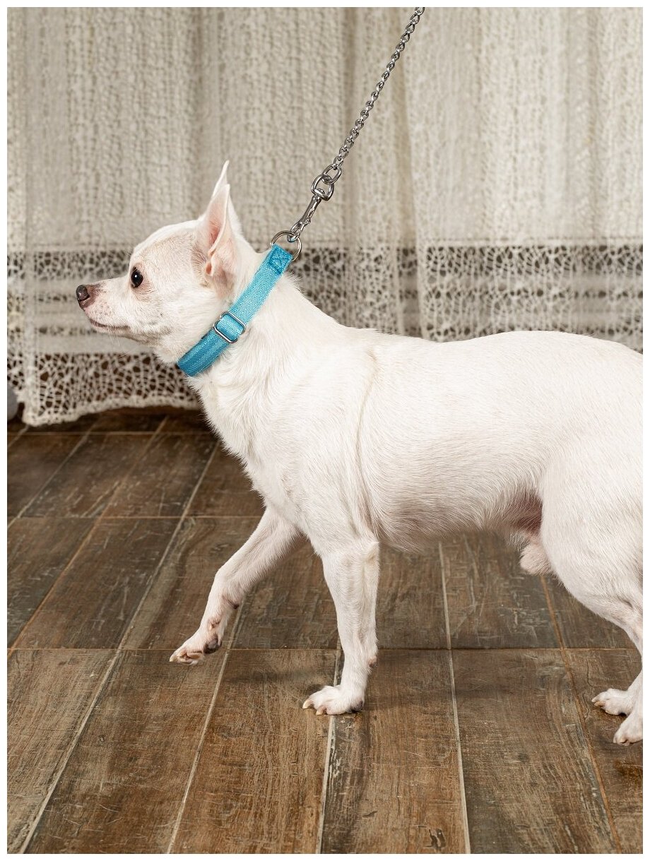Воздушный ошейник Japan Premium Pet для активных и серьёзных собак, размер S (цвет: голубой) - фотография № 10