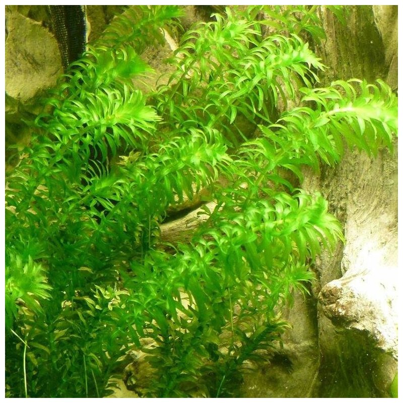 Элодея денса - Elodea densa (3 ветки по 12-15см). Живое аквариумное растение - фотография № 5