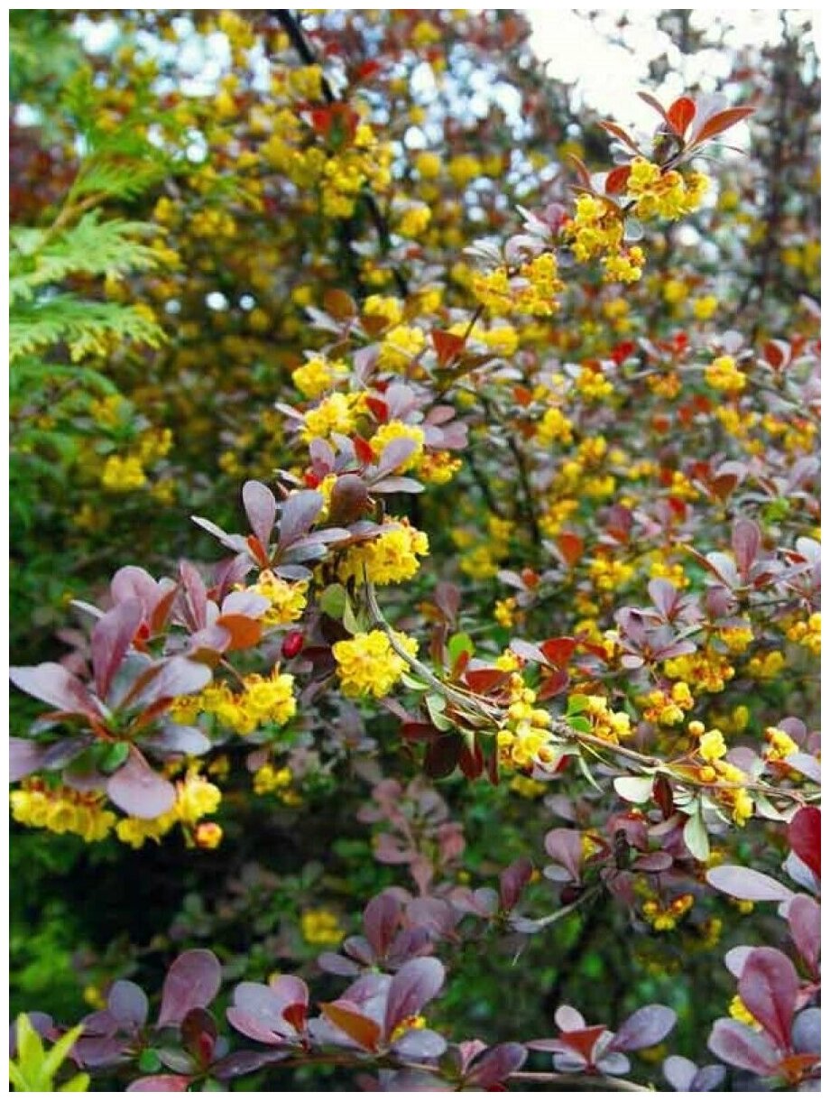 Семена Барбарис тунберга (Berberis thunbergii), 20 штук