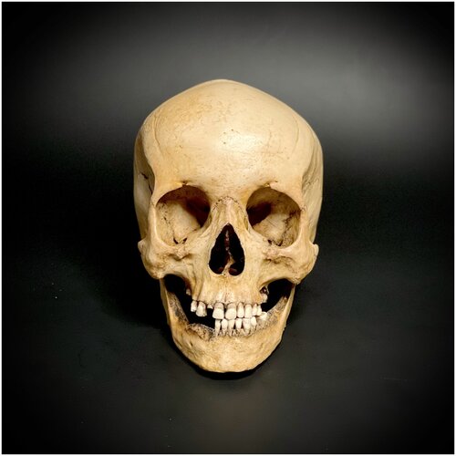 Анатомическая модель череп человека