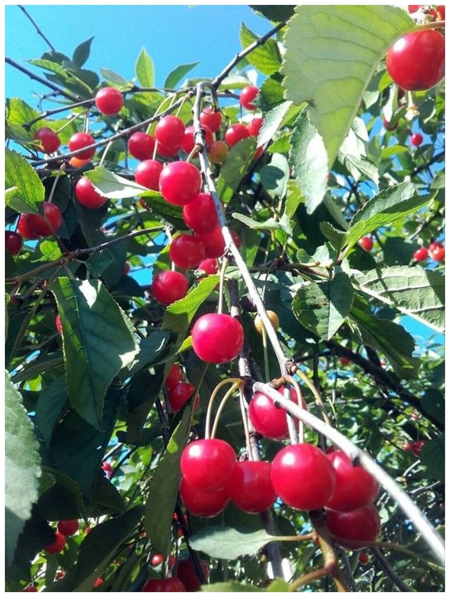 Семена Вишня обыкновенная Аморель розовая (Prunus cerasus amorel rozovaya), 45 штук