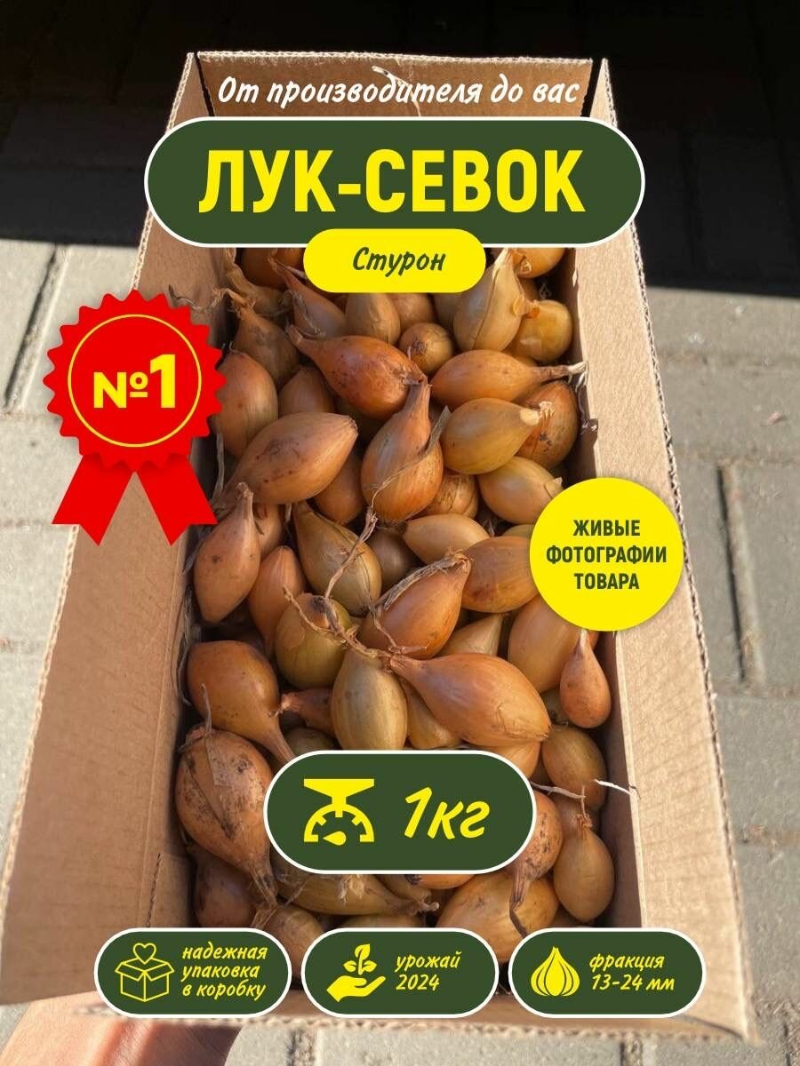 Лук севок на посадку весной Стурон 1кг