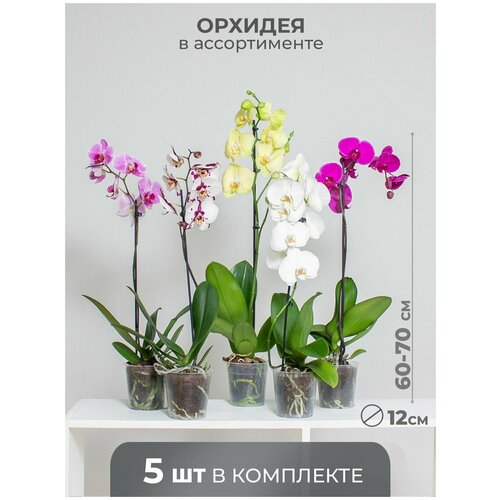 Орхидея фаленопсис 1 ствол 12 дм в ассортименте, Комплект 5 шт