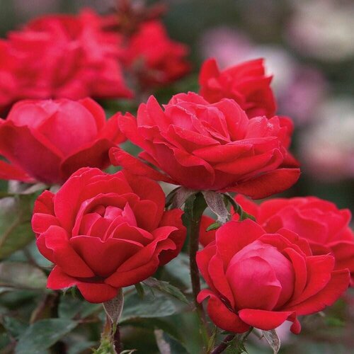 Роза парковая Хеллоу 2 года / коробка роза парковая графиня фон харденберг 15x30 см