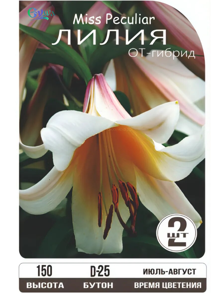 Лилия луковицы многолетние Мисс Пекулиар от-гибрид высота 180 см белый/желтый 2шт