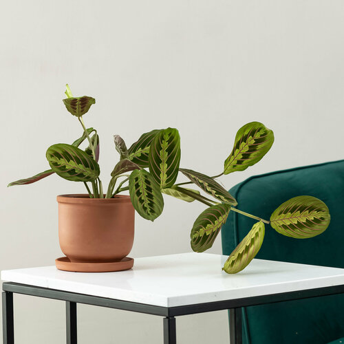 Цветок Марант в стильном кашпо керамическое кашпо 3390₽