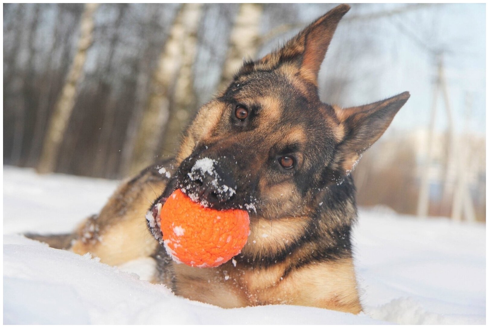 Доглайк Мяч средний для собак всех пород (оранжевый) - фотография № 8