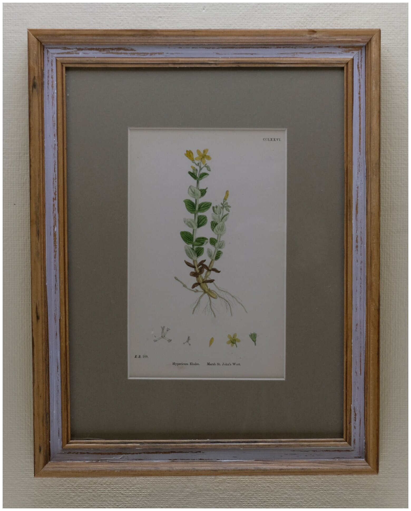 Оригинальная, старинная гравюра "дикие цветущие растения", в рамке, 40см на 29.5см, Лот №3561