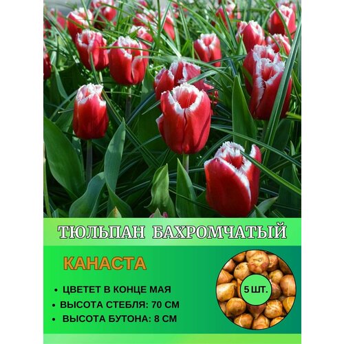 Тюльпан лилиевидный, луковицы 5 штук