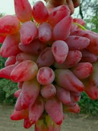 Изображение товара Виноград Оригинал розовый / 2 шт, среднеспелый, столовый сорт