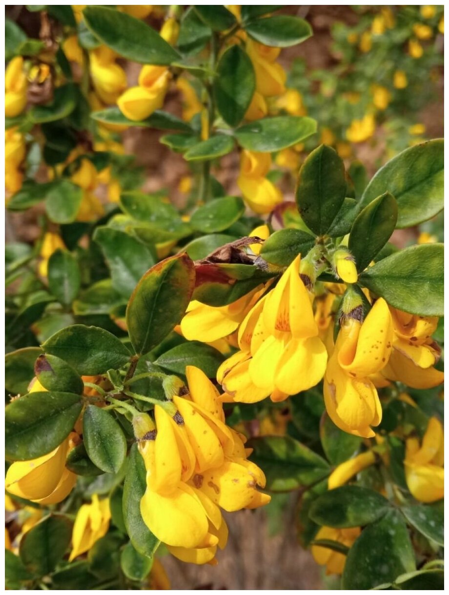 Семена Ракитник опушенный (Cytisus villosus) 10 штук