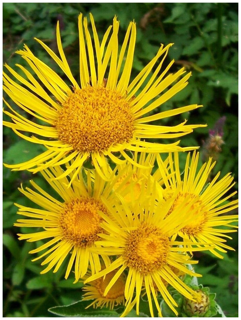 Семена Девясил высокий (Inula helenium) 60 штук