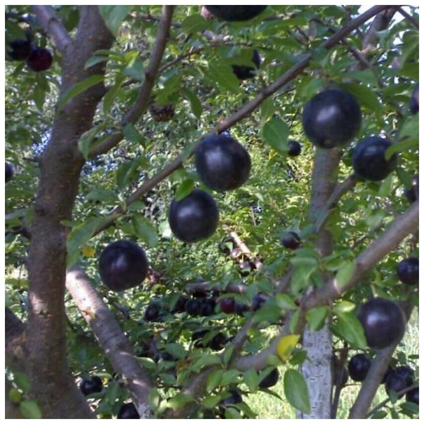 Семена Орешка Слива чёрная среднеплодная 5 шт.