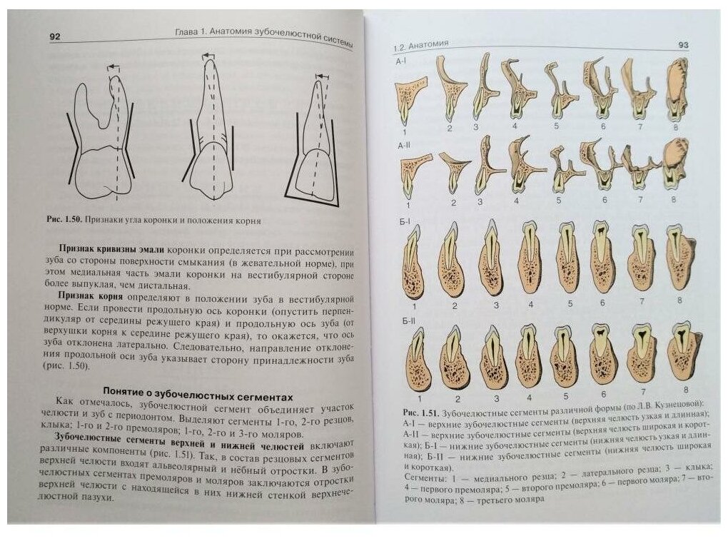 Анатомия, физиология и биомеханика зубочелюстной системы. Учебник - фото №3