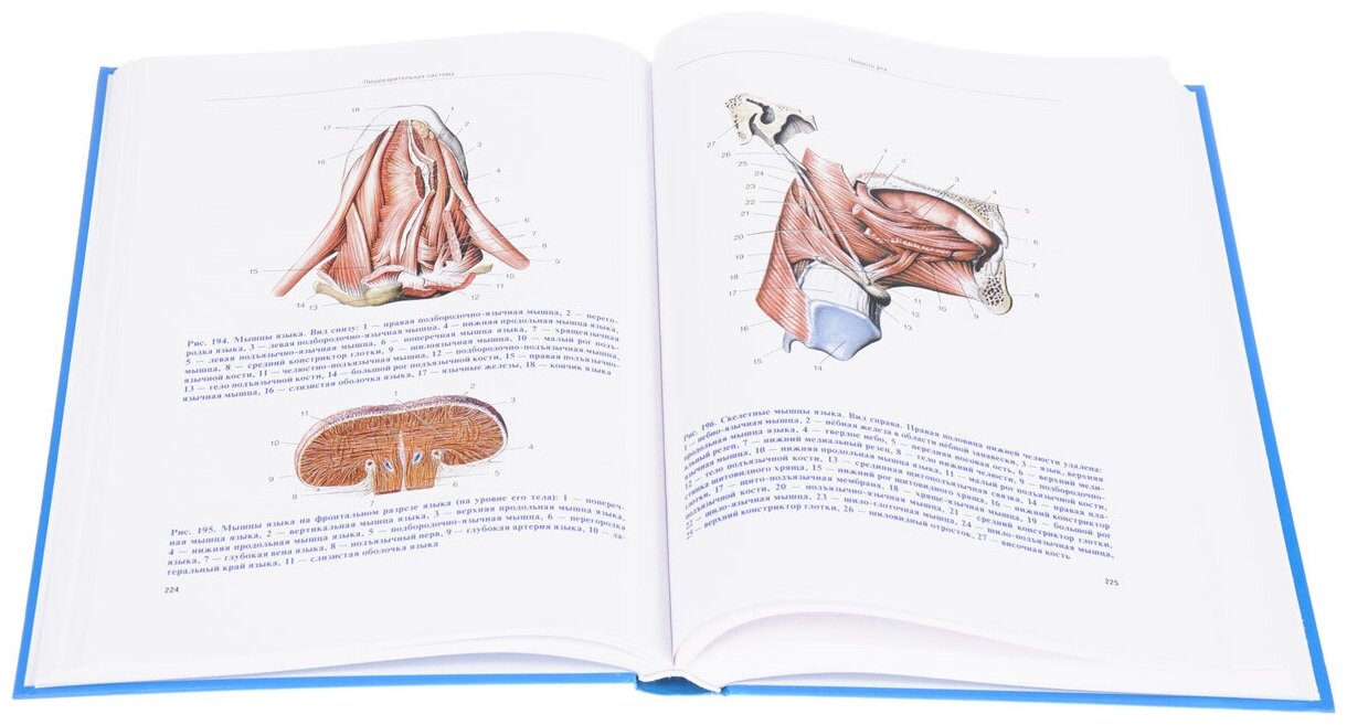 Анатомия человека. Атлас для стоматологов, стоматологов-ортопедов - фото №2