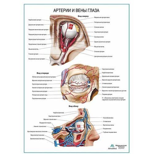 Артерии и вены глаза плакат, глянцевая фотобумага от 200 г/кв. м, размер A2+