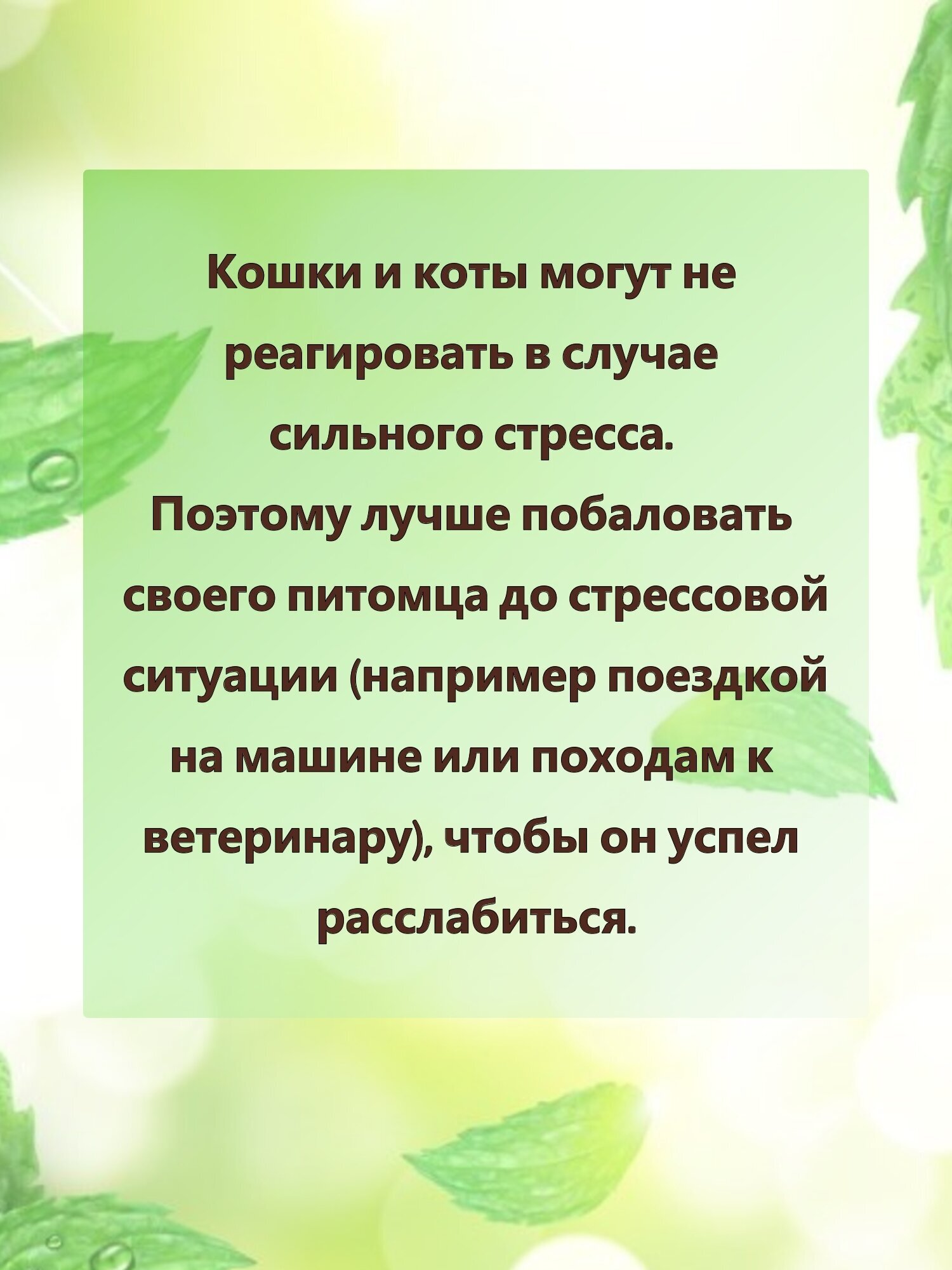 Кошачья мята лакомство для кошек 50 грамм. Котовник сушенный. Для приучения к месту, коррекции поведения, успокоительное. - фотография № 8