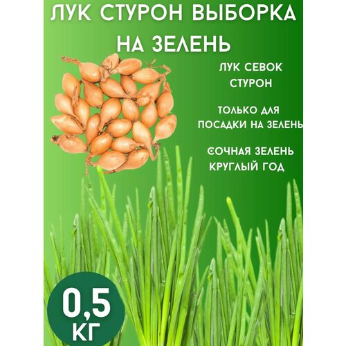 Лук севок Стурон на зелень 05кг 400₽