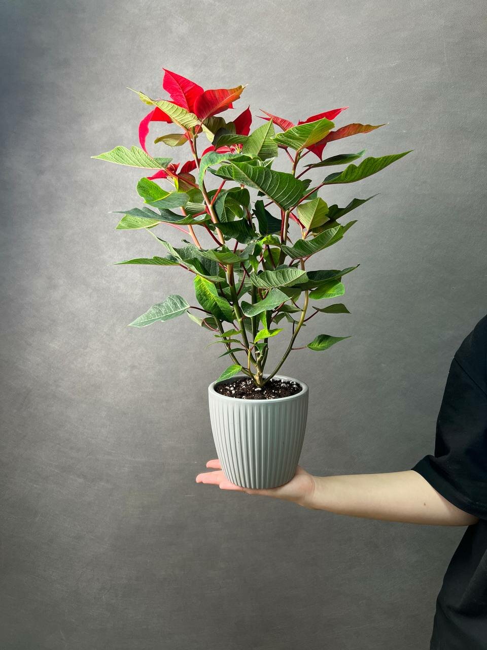 Пуансеттия красная  рождественская звезда цветок в стильном кашпо