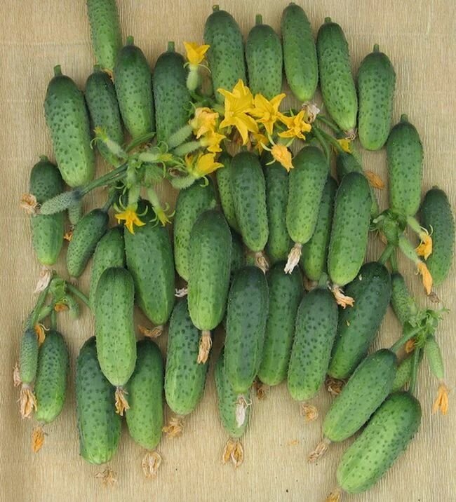 Коллекционные семена огурца Буревестник F1