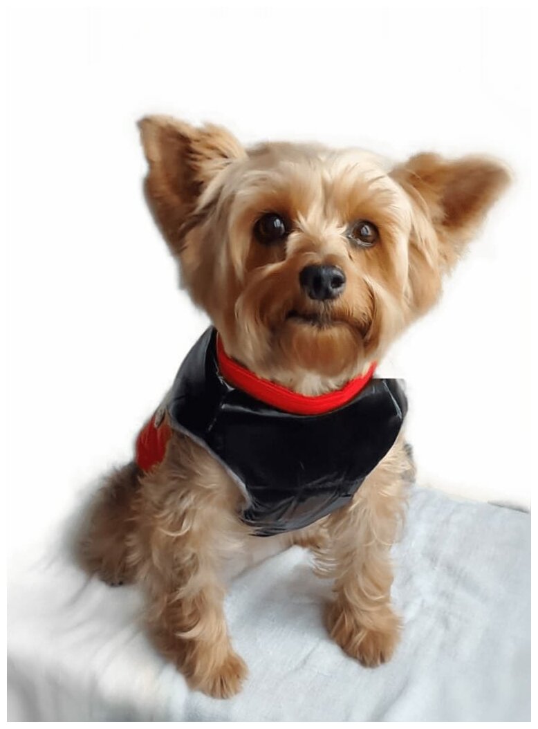 Одежда для собак мелких и средних пород на флисовой подкладке цвет красный глянцевый, куртка размер L, жилет для собак зима весна - фотография № 7