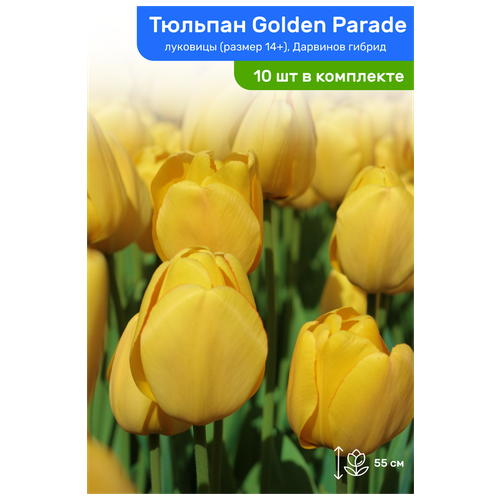 Тюльпан Golden Parade (Голден Парад), луковицы, размер 14+, комплект из 10 шт