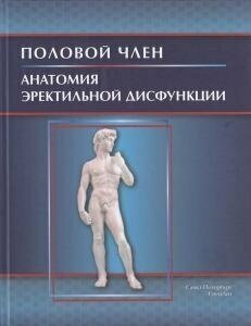 Половой член. Анатомия эректильной дисфункции - фото №11