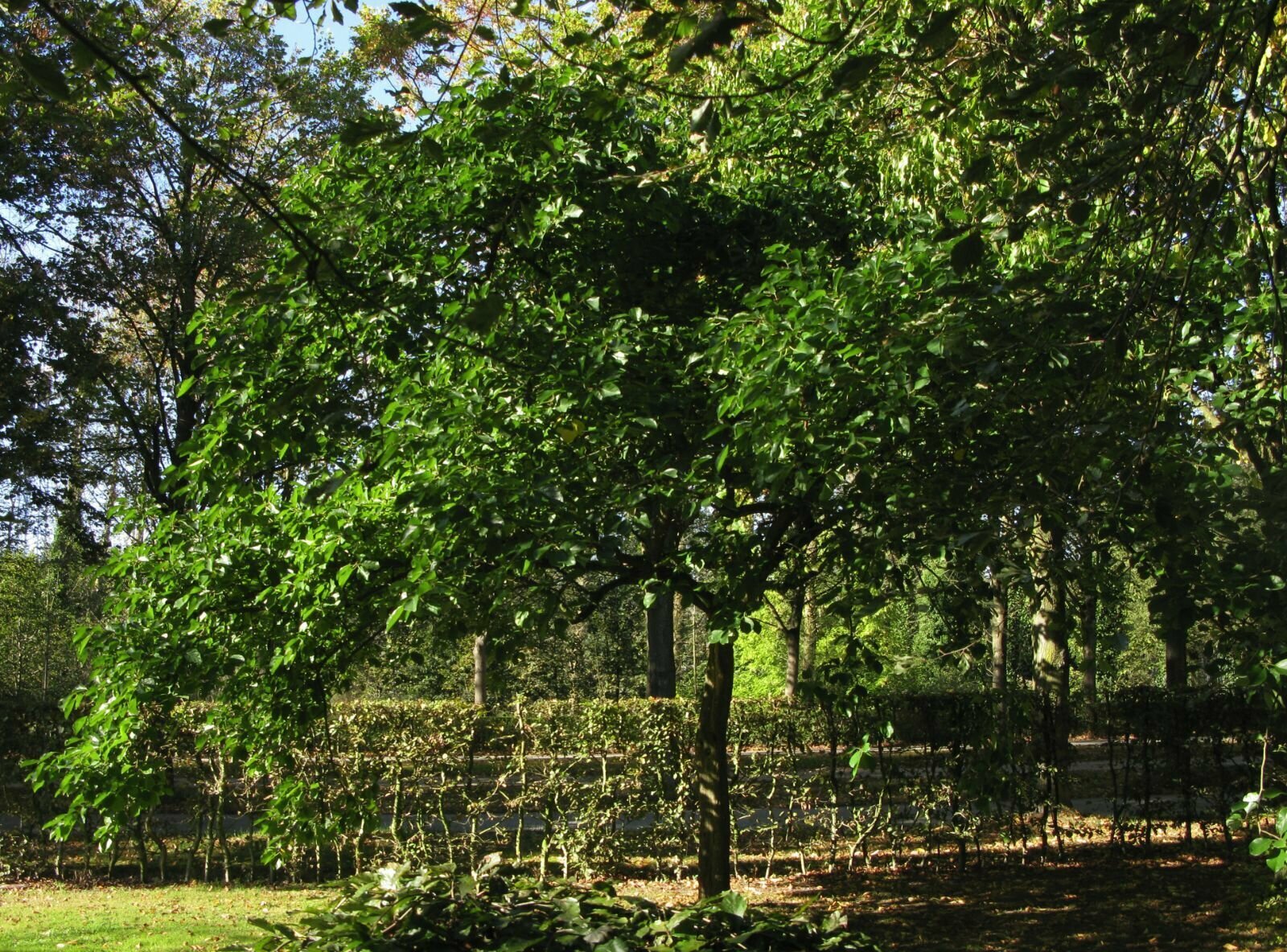 Кудрания триостренная - Клубничное дерево - Мерика (лат. Cudrania tricuspidata) семена 10шт + подарочек