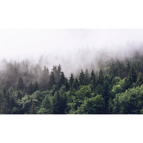 Моющиеся виниловые фотообои GrandPiK Туман в лесу, 400х240 см