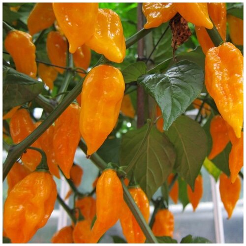 Семена Орешка Перец острый Bhut jolokia orange 5 шт.