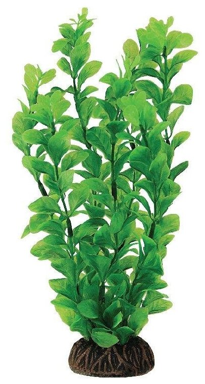 Laguna растение "Людвигия" 30 см., Зеленый - фотография № 4