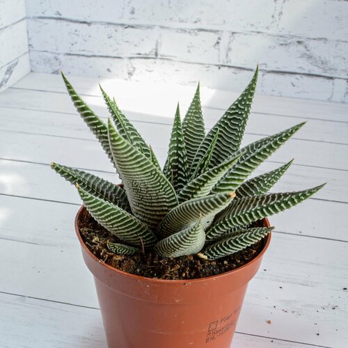 Haworthia Spider White