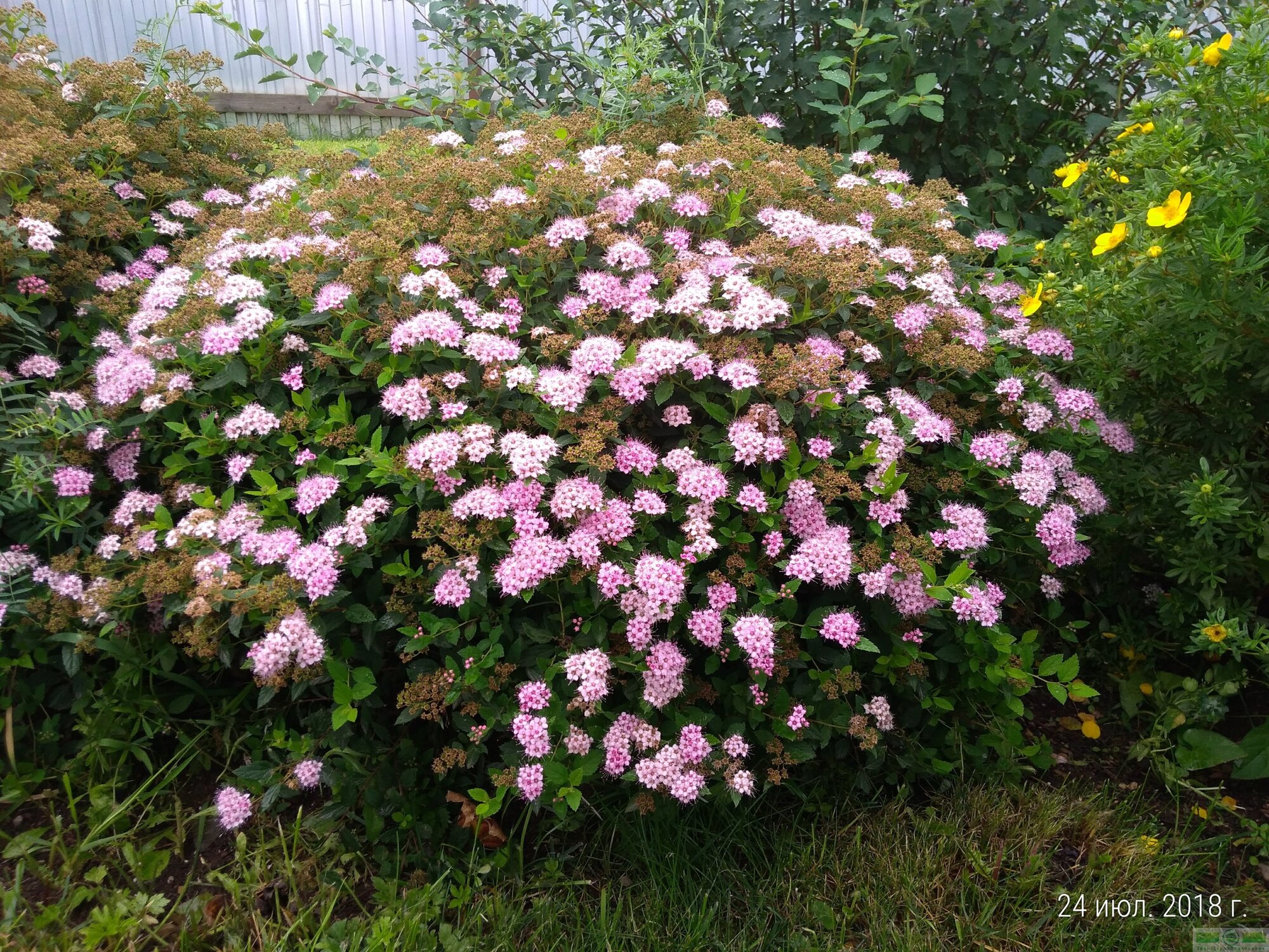 Спирея литл принцесс японская P9 ( Spiraea japonica Little Princess ...