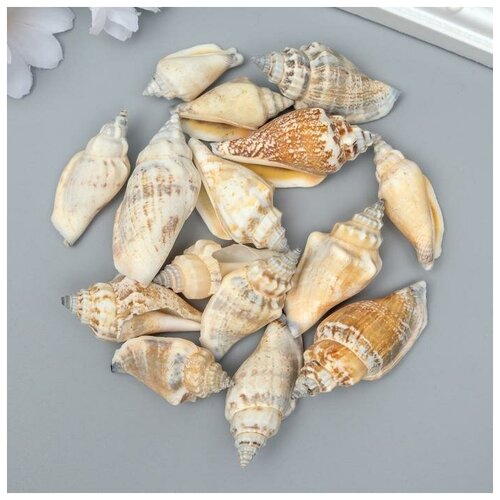 Декоративные ракушки Strombus Urceus 15 шт 552₽