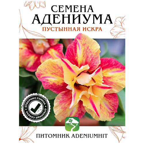 Адениум Пустынная Искра 4 шт, семена суккулента цветущего для дома, цветок комнатный Роза пустыни