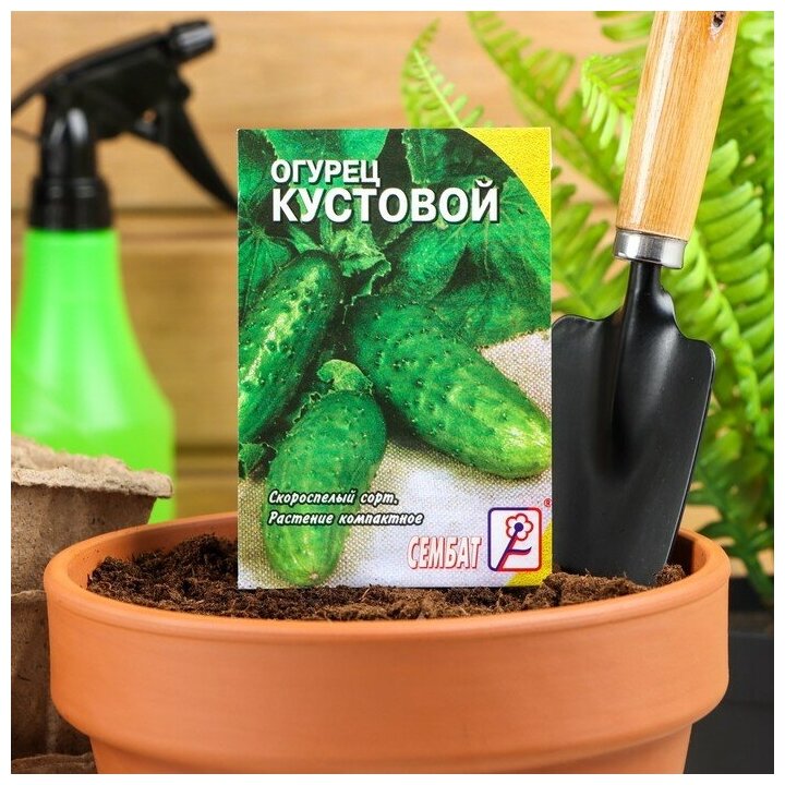 Семена Огурец "Кустовой", 0,5 г