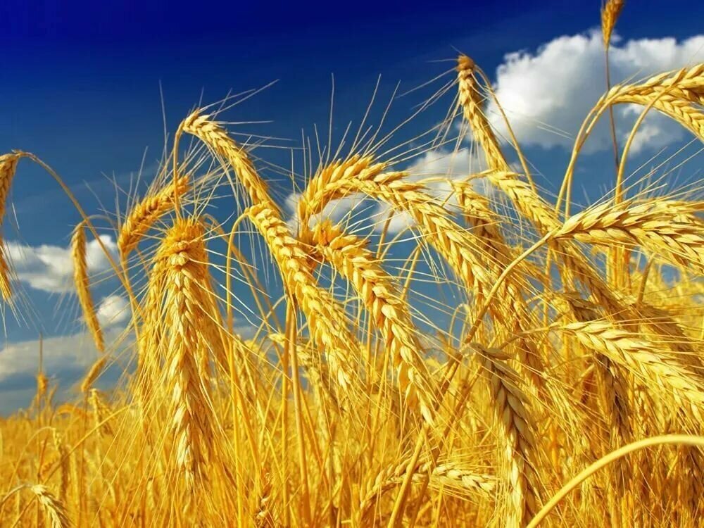 Сидерат Зеленое удобрение Пшеница 1кг, Пермагробизнес - фотография № 2
