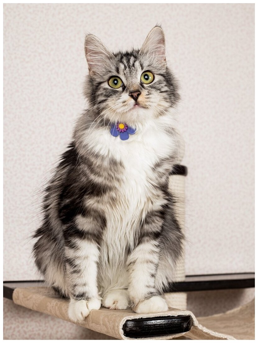 Безопасный мягкий ошейник Japan Premium Pet "Вот и Лето Пришло" с системой защиты от удушения с фиолетовым цветком, размер S - фотография № 3