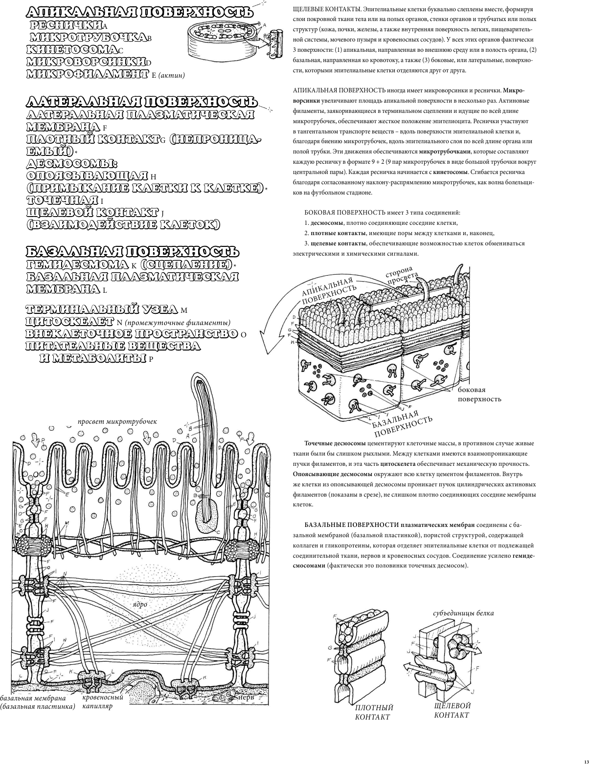 Анатомия и физиология. Атлас-раскраска - фото №14