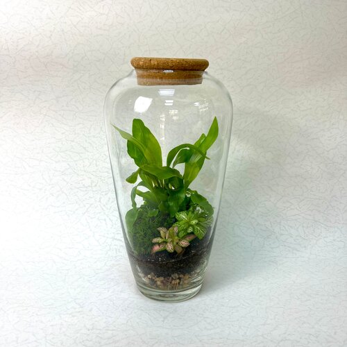 Флорариум подарок Экосистема с живым мхом и растениями