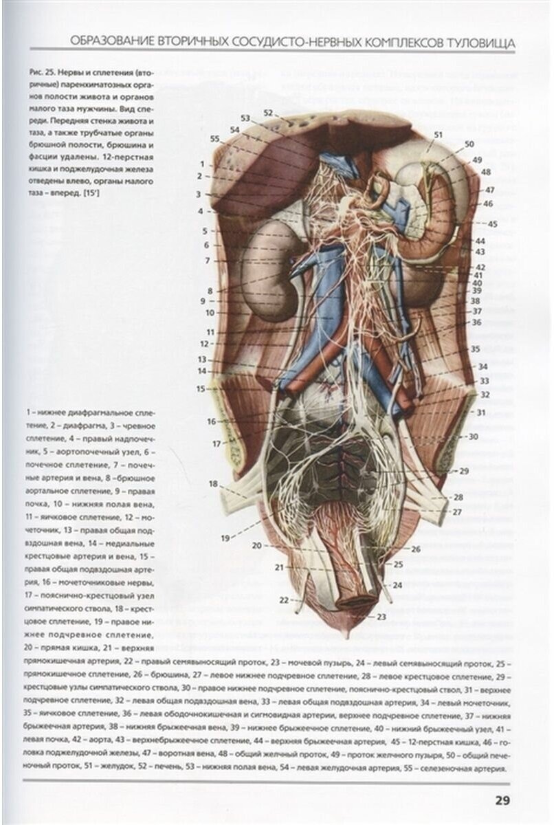 Сосудисто-нервные комплексы тела человека - фото №6