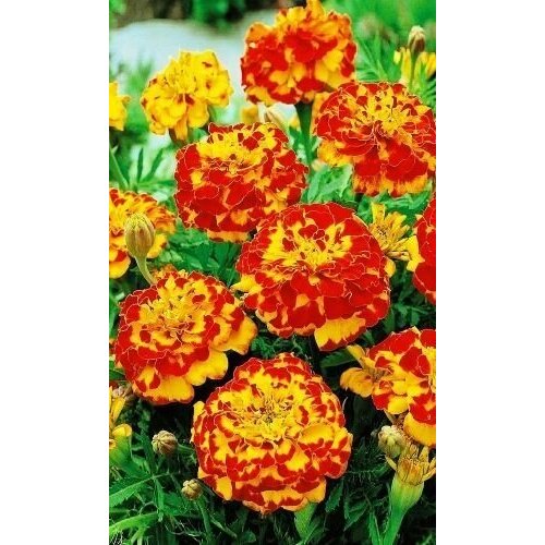 Семена GIARDINO CLUB Бархатцы (Тагетес) однолетний Болеро, 0,3г - 20 шт.