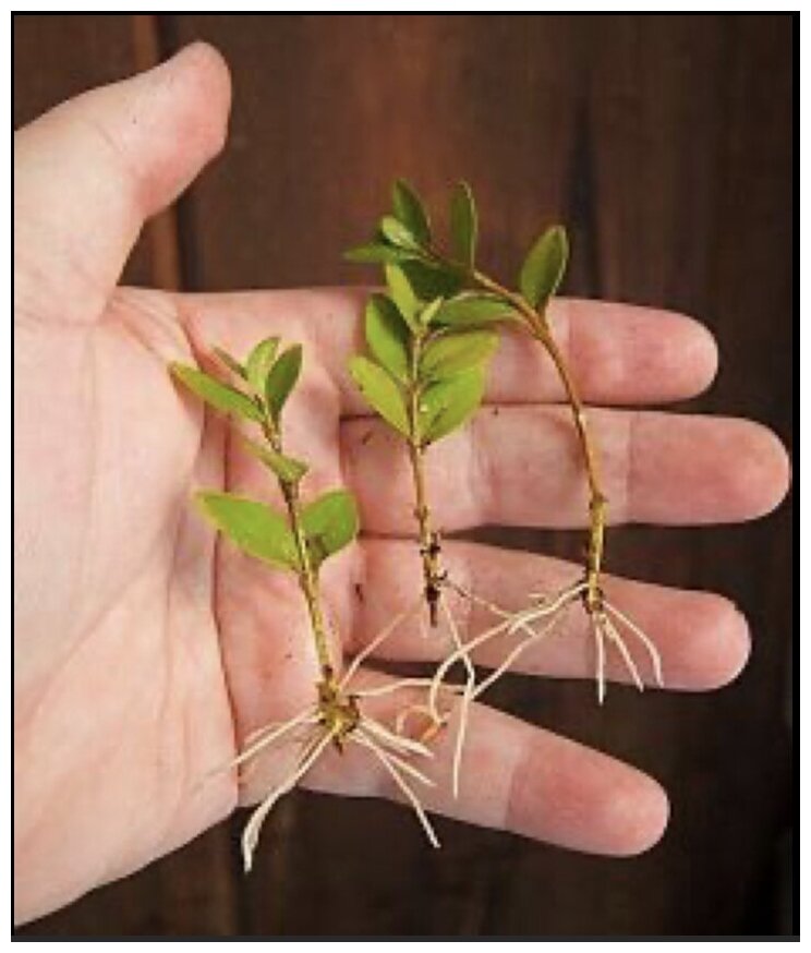 Циркон 1 мл, х12шт природный регулятор роста растений - фотография № 2
