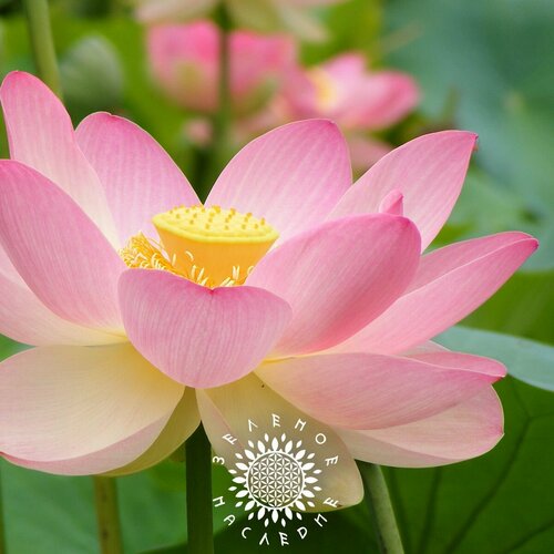 Семена Лотос орехоносный лат Nelumbo nucifera 5шт от Green Legacy 338₽